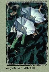 Datura photo by Al Morgan